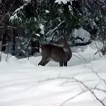 Forestina *