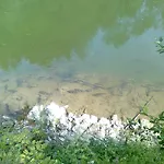 אכסניה Forestina *
