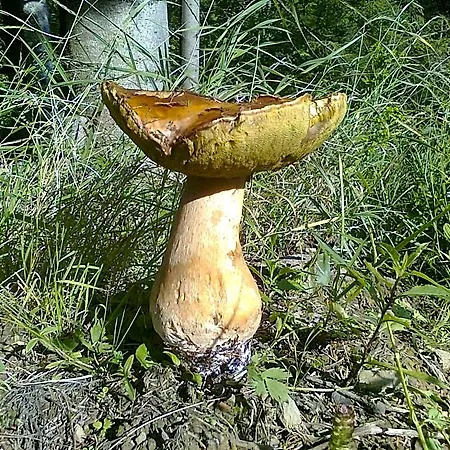 Forestina Vyšné Ružbachy
