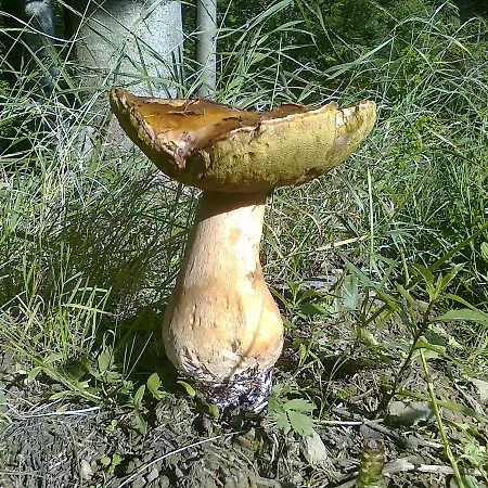 Forestina