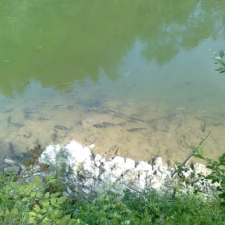 Domek letniskowy Forestina *